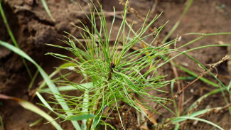 В лесном фонде Самарской области в 2025 году высажено порядка 5 млн сеянцев
