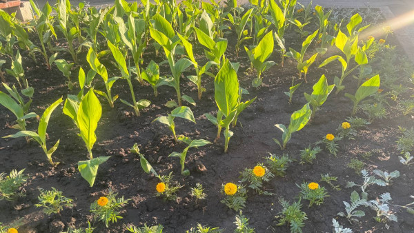 "Самара цветёт": стало известно сколько газонов приведут в порядок 