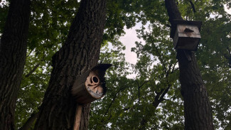 В Самаре на острове Поджабный хотят высадить деревья