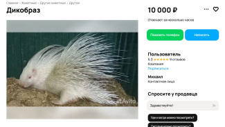 Дикобраз-альбинос из Самарской области выставлен на продажу
