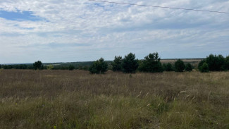 В Самарской области выявлены нарушения в обработке растений химикатами