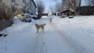 В Самаре жители пр Кирова мешают ловить бродячих собак