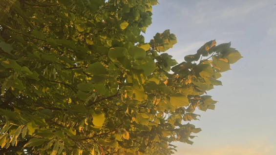 Правда ли, что природа лечит? Самарцам рассказали действительно ли полезны прогулки в лесу