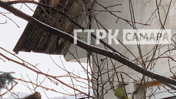 В Самаре на просеке прилетел редкий краснокнижный зеленый дятел