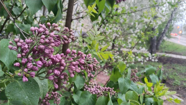 В Самаре в течение 6 ближайших часов зацветёт сирень