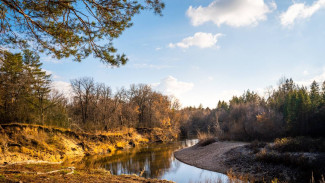В Самарской области памятник Дубрава естественного происхождения возьмут под охрану