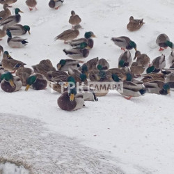 ГТРК «Самара»: в огромной полынье на Волге массово зимуют утки