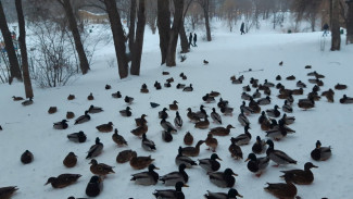 Остались зимовать: самарцы рассказали о нашествии уток