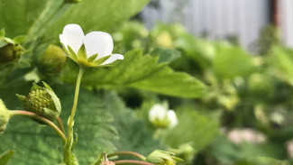 Народный календарь 22 июля. Черничный день Панкратия и Кирилла может принести и беду, и счастье