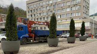 На Волжском проспекте в Самаре появились зеленеющие туи