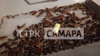Центр Самары оккупировали тараканы 
