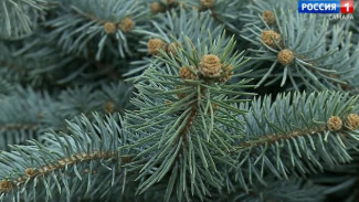 Самарцам назвали лучшие растения для озеленения