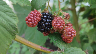 Народный календарь 21 августа: Сделайте это в День Мирона Ветрогона, чтобы желание исполнилось