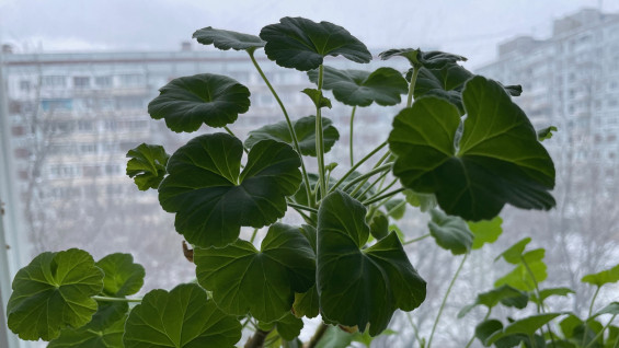 Герань поливайте умерено: агрономы напомнили самарцам о правилах уходе за комнатными цветами зимой