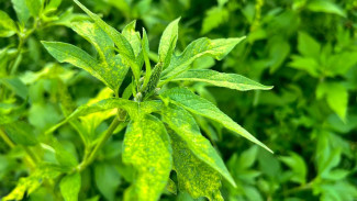 Пыльцевая атака: самарцы столкнутся с удушьем в конце июля