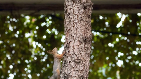 Суд вернул государству землю в охраняемом лесу под Самарой