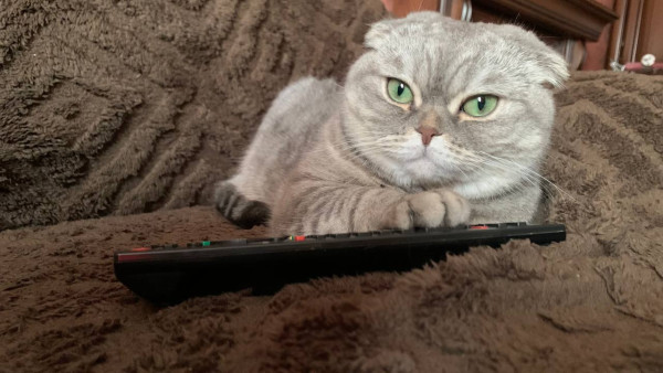 Россельхознадзор разъяснил самарцам требования к вакцинации животных для вывоза за границу  