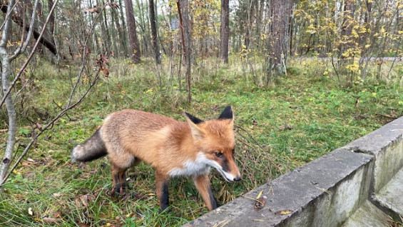 В Самаре из-за бешеной лисы, принесённой в подъезд, ввели карантин в 11-м квартале Мехзавода