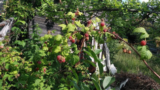 Народные приметы: 17 августа. Не носите это в четвертый день Успенского поста, чтобы не разориться