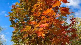 Народные приметы на 28 октября: не делайте этого на Ефима Осеннего, чтобы избежать ссор и тяжелых болезней