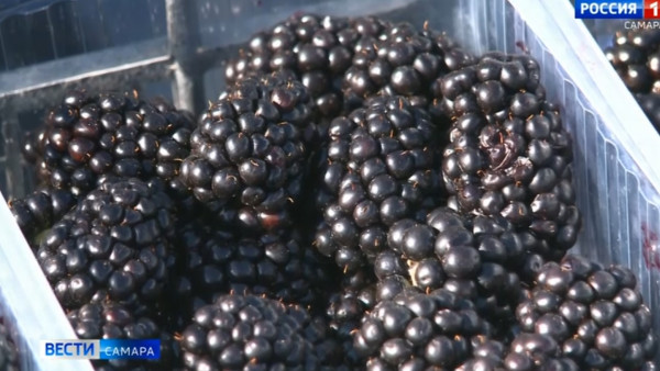 Самарским дачникам назвали самые вкусные сорта ягод и фруктов