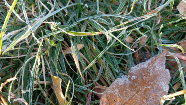 Самару накрыли первые заморозки до -3°C