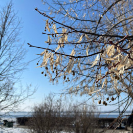 С каждым днем теплее: подробный прогноз погоды на 24–28 марта в Самарской области