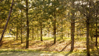 В Самарской области ввели особый противопожарный режим до 15 октября