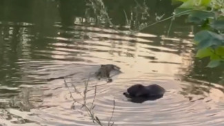 В Самаре семейка бобров занялась незаконным строительством