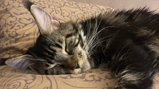 Генетик К.Крутовский объяснил самарцам, почему природа создала «жаворонков» и «сов»