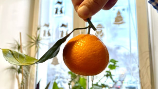 Самарцам рассказали, как выбрать правильные мандарины к Новому году