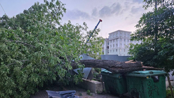 В Самаре огромное дерево рухнуло на коляску с ребенком