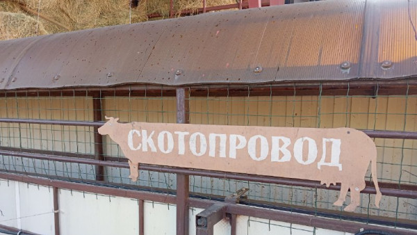 В Самарской области ввели карантин из-за лейкоза крупного рогатого скота