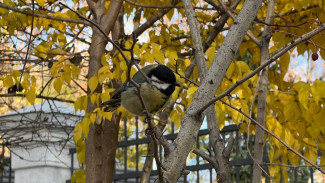 Точный гороскоп для всех знаков на 2 ноября: в этот день лучше выбрать синицу в руках