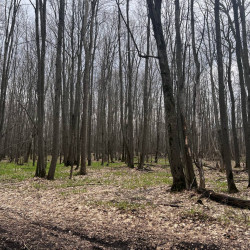 Самарский блогер рассказал, кто мог убить школьника в лесу в Студеном овраге