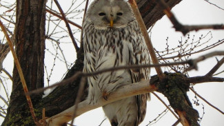 Жителей Самарской области посетили незваные гости