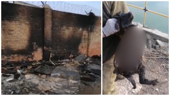 В Самаре неизвестные заживо сожгли бездомных собак