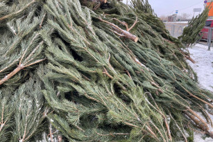 Самарцам рассказали, чем может быть опасна настоящая новогодняя ель у вас дома