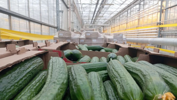 Врач-хирург А. Умнов назвал самарцам топ-продуктов августа