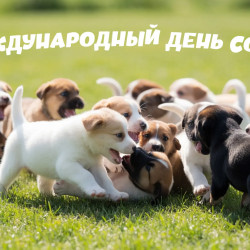2 июля — Международный день собак: история, традиции и праздничные открытки
