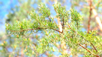 Минприроды назвало самые опасные леса Самарской области