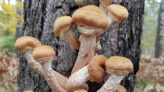 "Ходил по грибы, сел за грибы": самарским любителям тихой охоты грозит тюрьма