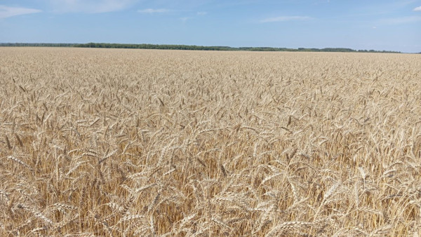 Поставки самарской продукции в Китай выросли на 14 %