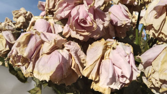 Эффект ореола: психологи выяснили, почему красивые люди так легко обманывают