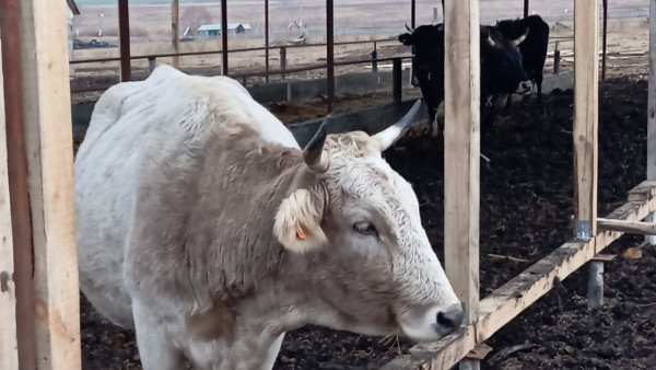 Самарские учёные провели эксперименты на крысах для развития сельского хозяйства