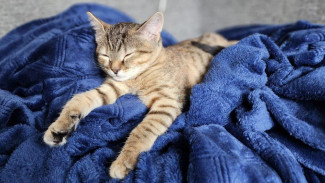 Народные приметы: 5 марта. Не делайте этого в день Льва Катанского, если не хотите лишиться главного 