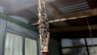 Эксперты рассказали, чем мухи могут навредить самарцам