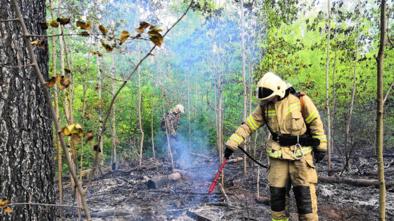 В Самарской области вспыхнул пожар в лесу
