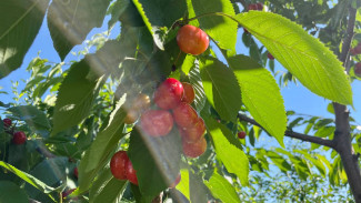 В Самаре может возникнуть рост цен на фрукты 