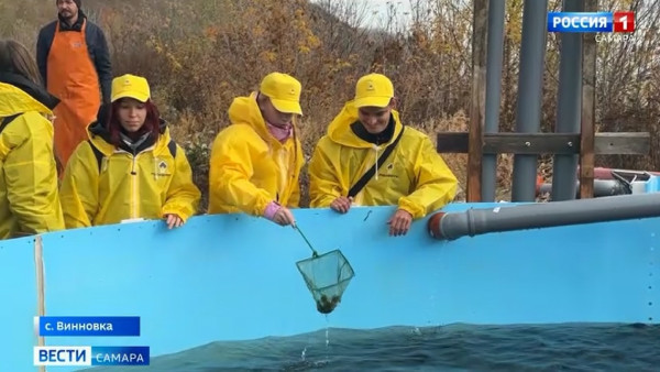 В Саратовское водохранилище выпустили 16,5 тысяч мальков сазана